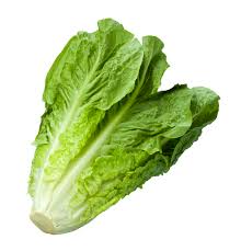 Lechuga Romana